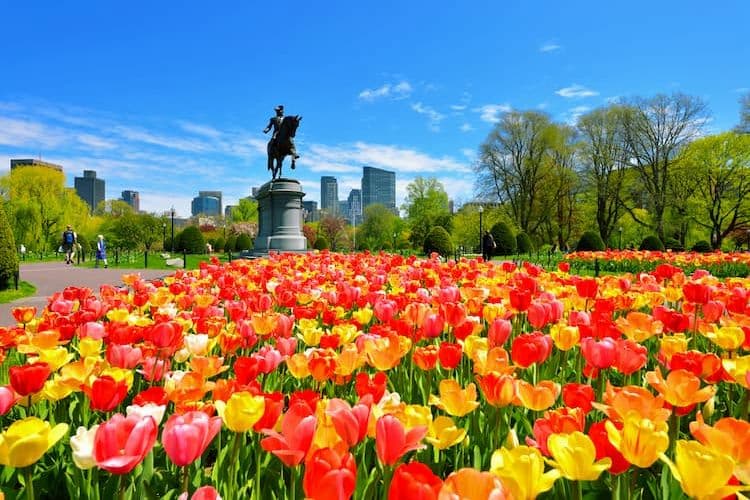 Boston Public Garden in spring with tulips